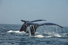 whale watching