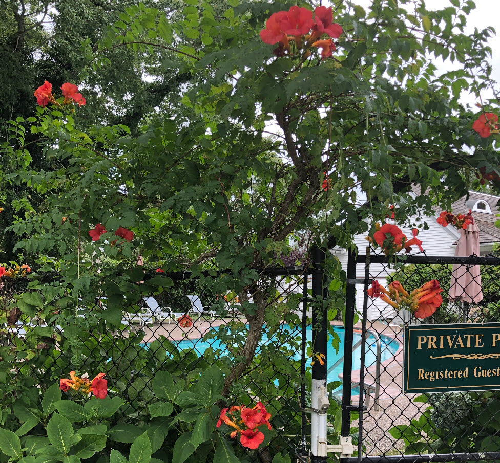 The garden entrance to the Queen Anne Inn's pool.