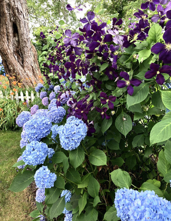 Flowering clematis and hydrangea bushes
